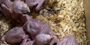 Llevaban ocho aves en una caja de cartón y una nació durante la fiscalización