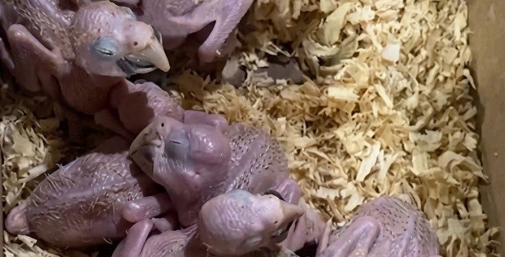 Llevaban ocho aves en una caja de cartón y una nació durante la fiscalización