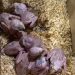 Llevaban ocho aves en una caja de cartón y una nació durante la fiscalización