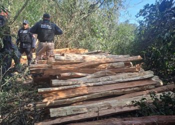 Incautan armas, madera ilegal y rescatan un mono en allanamiento ambiental