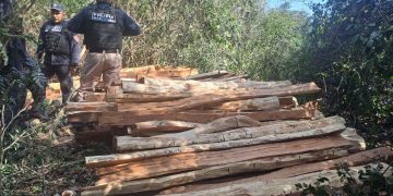 Incautan armas, madera ilegal y rescatan un mono en allanamiento ambiental