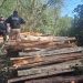 Incautan armas, madera ilegal y rescatan un mono en allanamiento ambiental