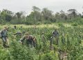 USD 9 millones de perjuicio al narcotráfico tras operativo en Concepción