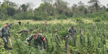 USD 9 millones de perjuicio al narcotráfico tras operativo en Concepción