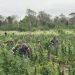 USD 9 millones de perjuicio al narcotráfico tras operativo en Concepción