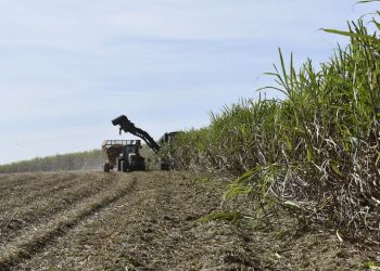 La economía paraguaya mantiene su ritmo de expansión al cierre del primer semestre