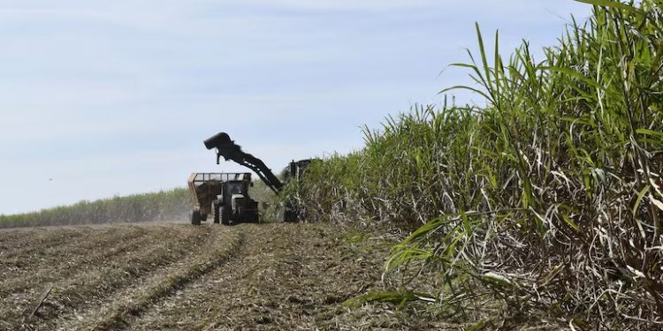 La economía paraguaya mantiene su ritmo de expansión al cierre del primer semestre