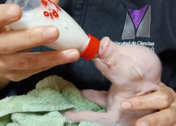 En Argentina nació un cerdo modificado genéticamente para trasplantes humanos