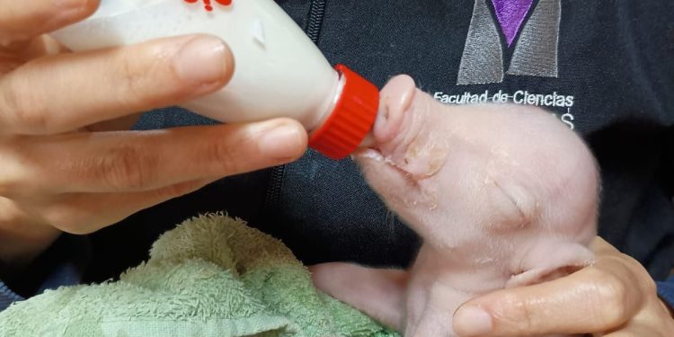 En Argentina nació un cerdo modificado genéticamente para trasplantes humanos