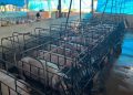 Productores porcinos alertan por caída del precio y denuncian contrabando