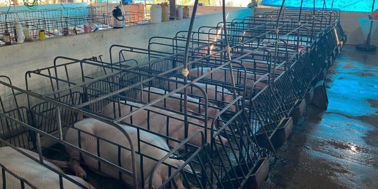 Productores porcinos alertan por caída del precio y denuncian contrabando