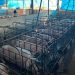 Productores porcinos alertan por caída del precio y denuncian contrabando
