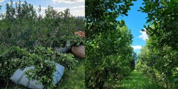 Paraguay busca conquistar Turquía y Azerbaiyán con yerba mate y otros alimentos