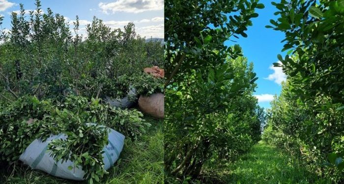 Paraguay busca conquistar Turquía y Azerbaiyán con yerba mate y otros alimentos