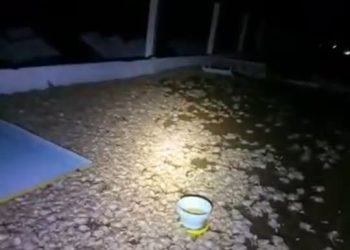 Temporal provocó muerte de 50.000 pollitos y ganado vacuno en Bergthal