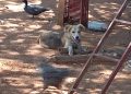 Imputan al dueño de un perro tras ataque a un niño de 10 años en Luque