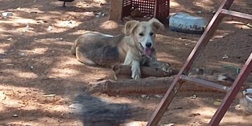Imputan al dueño de un perro tras ataque a un niño de 10 años en Luque