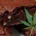 Menores resultan intoxicados tras consumir brownies con marihuana en Colonias Unidas