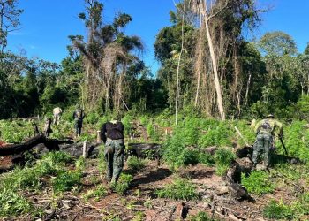Destruyeron 10 hectáreas de marihuana en una reserva natural de Caazapá