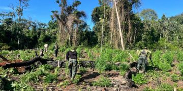 Destruyeron 10 hectáreas de marihuana en una reserva natural de Caazapá