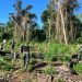 Destruyeron 10 hectáreas de marihuana en una reserva natural de Caazapá
