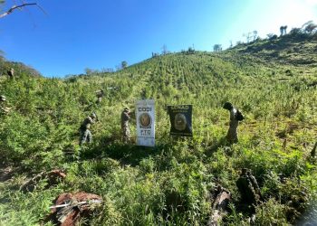 Erradicaron 16 hectáreas de marihuana durante un allanamiento en Amambay