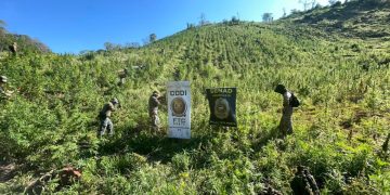 Erradicaron 16 hectáreas de marihuana durante un allanamiento en Amambay
