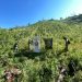 Erradicaron 16 hectáreas de marihuana durante un allanamiento en Amambay