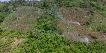 49 toneladas de marihuana sacadas de circulación en Bella Vista Norte
