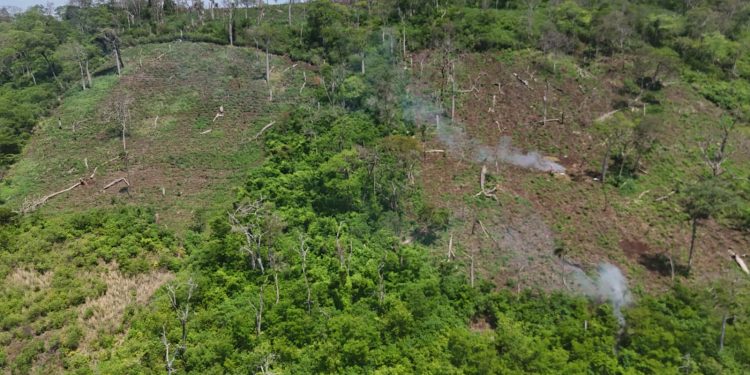 49 toneladas de marihuana sacadas de circulación en Bella Vista Norte