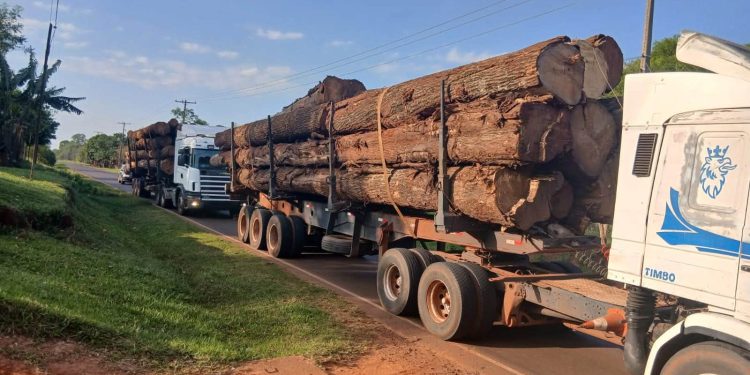 Incautaron dos camiones que transportaban madera nativa en Caaguazú