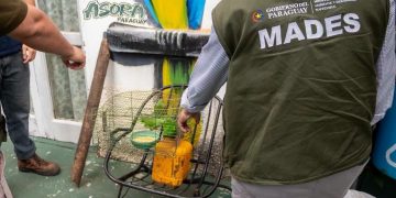 Decomisan aves silvestres ofrecidas para la venta en pleno centro de Luque