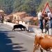 Mujer de 64 años murió corneada por un toro durante un evento en España