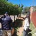 Investigan tala de palmeras donde anidaban guacamayos en Fernando de la Mora