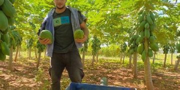 Joven productor de Vy’arenda apuesta por el cultivo de mamón y busca conquistar nuevos mercados