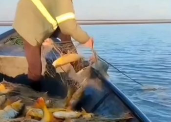 MADES desmiente denuncia sobre extracción masiva de dorados en el río Paraná