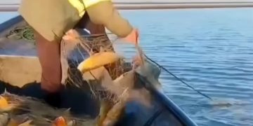 MADES desmiente denuncia sobre extracción masiva de dorados en el río Paraná