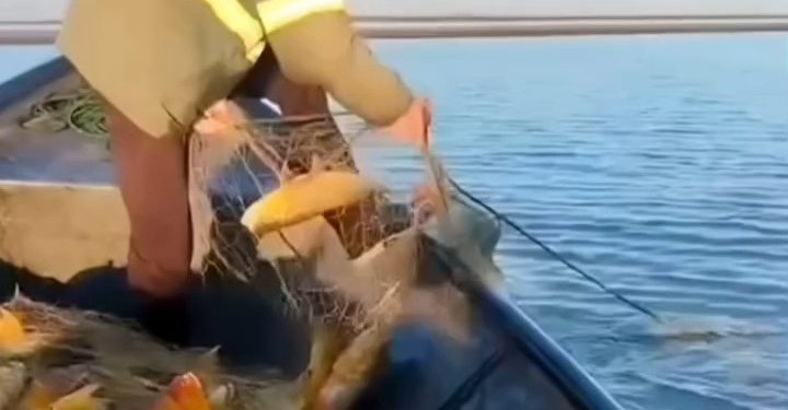 MADES desmiente denuncia sobre extracción masiva de dorados en el río Paraná