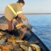 MADES desmiente denuncia sobre extracción masiva de dorados en el río Paraná