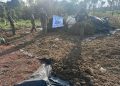 Destruyen más de dos toneladas de marihuana en Curuguaty