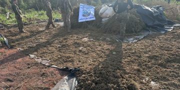 Destruyen más de dos toneladas de marihuana en Curuguaty