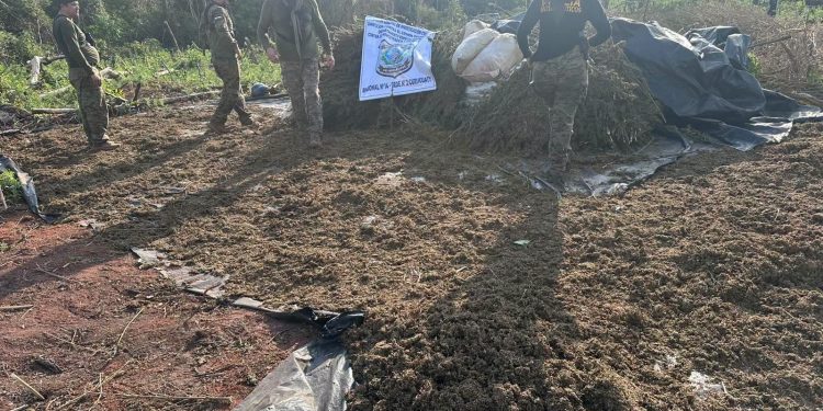 Destruyen más de dos toneladas de marihuana en Curuguaty