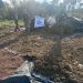 Destruyen más de dos toneladas de marihuana en Curuguaty