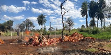 Incineran más de 735 kilos de marihuana incautados en Itakyry