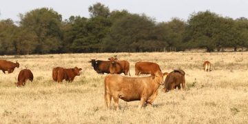 Financiamiento para aumentar el hato ganadero supera los USD 40 millones y beneficia a 427 productores