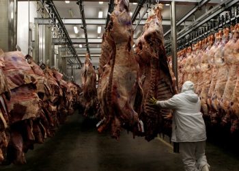 Fuerte despegue del sector aviar y porcino impulsa envíos pecuarios al exterior