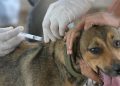 Conmemoran el Día Mundial de la Rabia instando a la vacunación de mascotas