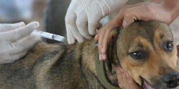 Conmemoran el Día Mundial de la Rabia instando a la vacunación de mascotas