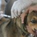 Conmemoran el Día Mundial de la Rabia instando a la vacunación de mascotas