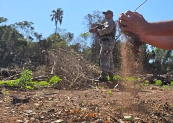 Narcotráfico arrasó bosques y la Senad respondió con reforestación